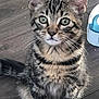 kitten, tabby, cat, pet, animal, feline, fur, whiskers, ears, eyes, floor, indoor, cute, sitting, young, domestic, striped, closeup, curious, small