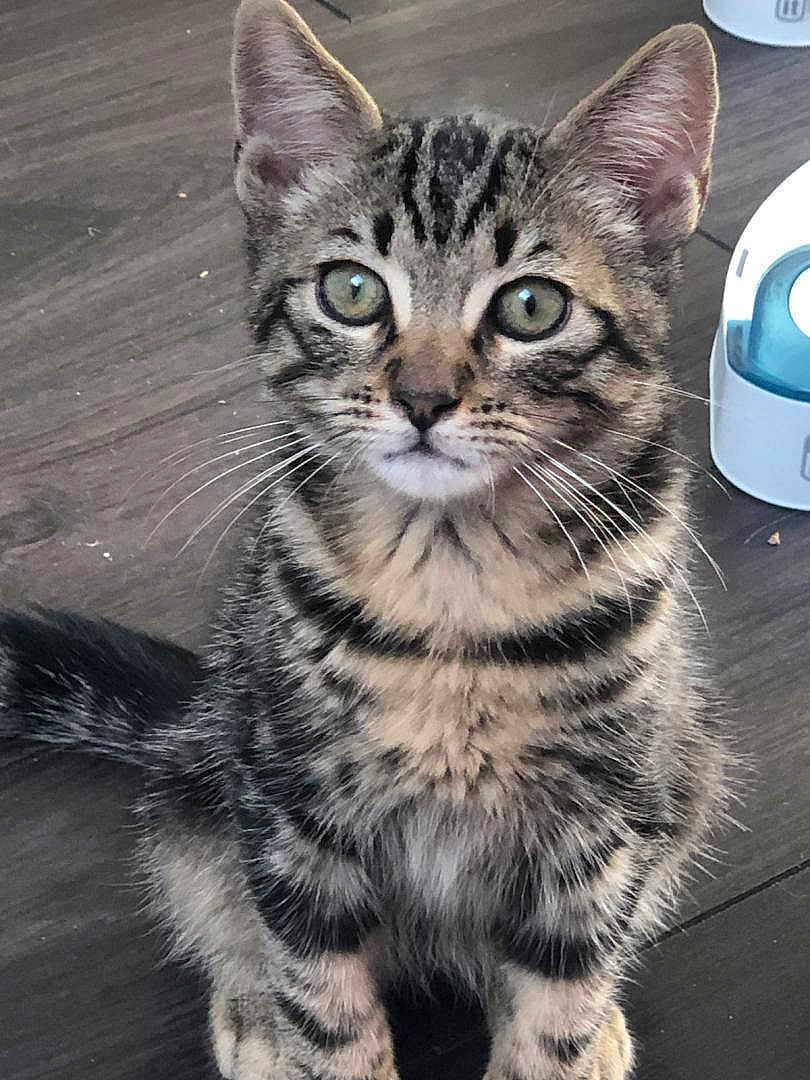 Lenny a rejoint le concours — aidez-le/la à gagner de superbes lots ! kitten, tabby, cat, pet, animal, feline, fur, whiskers, ears, eyes, floor, indoor, cute, sitting, young, domestic, striped, closeup, curious, small