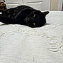 Bruiser is registered to the contest to win money with this photo: animal, bed, bedspread, black_cat, cat, closeup, cozy, domestic_animal, feline, furniture, green_eyes, home, indoor, lying_down, pet, relaxed, resting, sleepy, soft_lighting, texture