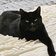 Bruiser joined the competition — help win amazing prizes! animal, bed, black_cat, blanket, cat, close_up, cozy, cute, domestic_cat, feline, fur, indoor, laying_down, looking_at_camera, pet, relaxed, resting, soft_texture, whiskers, yellow_eyes