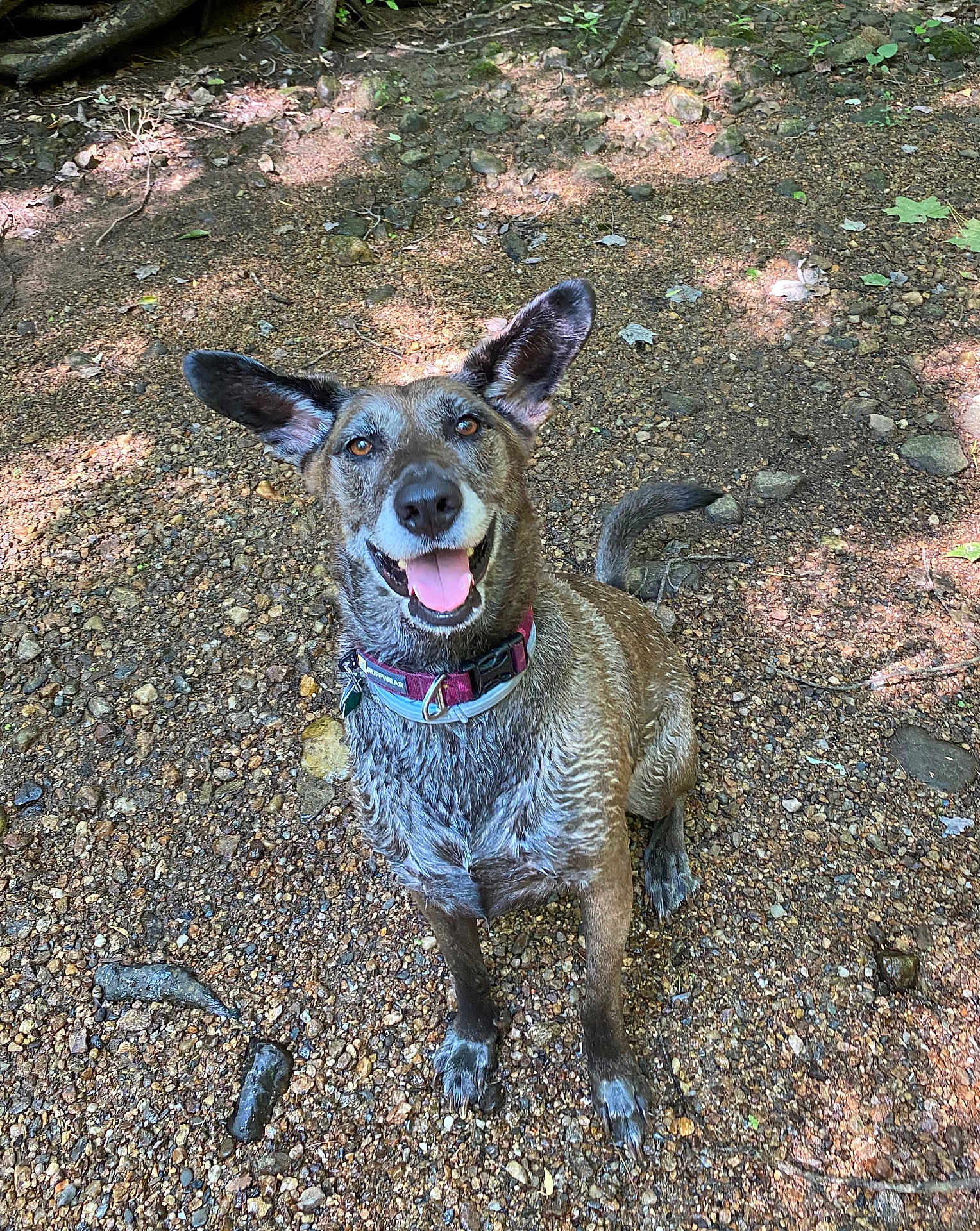 Coco joined the competition — help win amazing prizes! dog, happy, ears_up, tongue_out, collar, sitting, wet_fur, gravel, forest_floor, outdoors, paws, tail, looking_up, attentive, brown_fur, canine, portrait, nature, joyful, mixed_breed