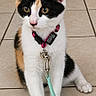 Luna participe au concours pour gagner de l'argent avec cette photo : cat, calico, kitten, pet, collar, leash, floor, tile, animal, cute, young, sitting, domestic, whiskers, ears, eyes, paw, fur, indoor, curious