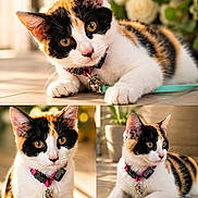 Luna participe au concours pour gagner de l'argent avec cette photo : cat, calico_cat, pet, collar, leash, bell, indoor, flower, plant, tile_floor, close_up, portrait, animal, feline, whiskers, ears, eyes, curious, relaxed, sunlight