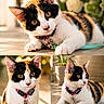 cat, calico_cat, pet, collar, leash, bell, indoor, flower, plant, tile_floor, close_up, portrait, animal, feline, whiskers, ears, eyes, curious, relaxed, sunlight