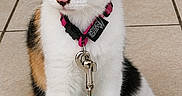 Luna participe au concours pour gagner de l'argent avec cette photo : cat, calico, kitten, pet, leash, collar, indoor, floor, tile, animal, cute, curious, young, feline, domestic, whiskers, ears, paws, sitting, looking
