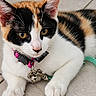 cat, calico, pet, collar, bell, leash, animal, feline, closeup, floor, paws, whiskers, ears, tabby, domestic, cute, young, indoor, alert, resting