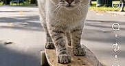 Nouna participe au concours pour gagner de l'argent avec cette photo : cat, blue_eyes, skateboard, park, outdoor, tree, path, bench, pet, animal, feline, walking, daylight, nature, leaves, street, whiskers, tail, fur, cute
