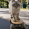 animal, autumn, balanced, blue_eyes, cat, cute, daylight, fur, nature, outdoor, park, path, pet, recreation, road, skateboard, tail, tree, walking, whiskers