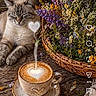 cat, coffee, cozy, cup_and_saucer, decor, flower_basket, greenery, heart_shape, indoor, latte_art, morning, nature, purple_flowers, relaxed_cat, rustic, social_media_screenshot, steam, still_life, text_overlay, wooden_table