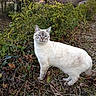 cat, cream_colored, blue_eyes, outdoor, nature, foliage, plants, grass, animal, pet, alert, standing, mammal, whiskers, tail, ground, daylight, wildlife, curious, forest_edge