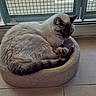 cat, sleeping, pet, indoor, cozy, feline, fur, resting, round_bed, window, sunlight, tile_floor, quiet, domestic_animal, cute, relaxed, tabby, animal, home, companion