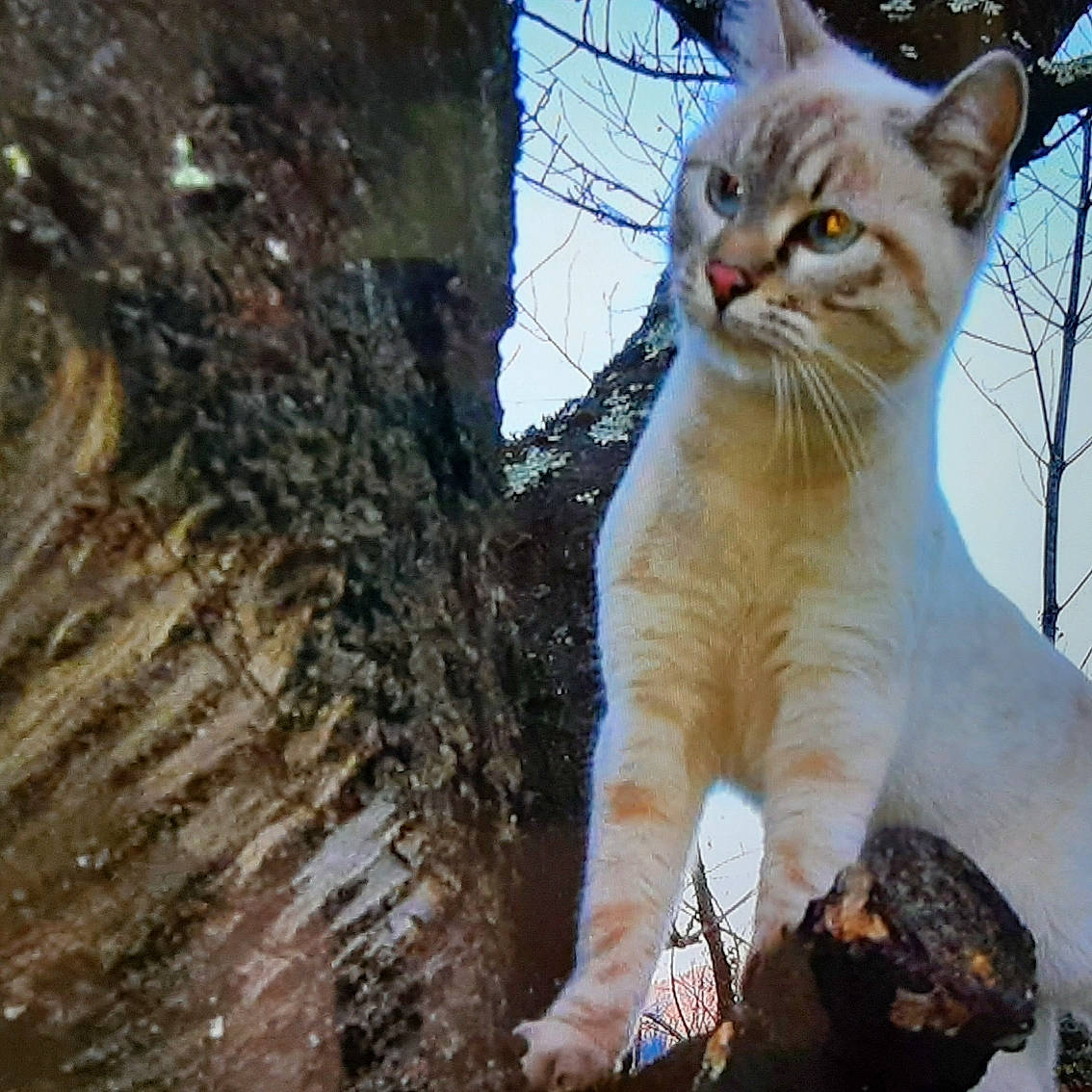 Nouna a rejoint le concours — aidez-le/la à gagner de superbes lots ! bobcat, carnivore, cat, domestic_short_haired_cat, fawn, felidae, freezing, fur, grass, plant, sky, small_to_medium_sized_cats, snout, tail, tree, trunk, twig, whiskers, wildlife, wood