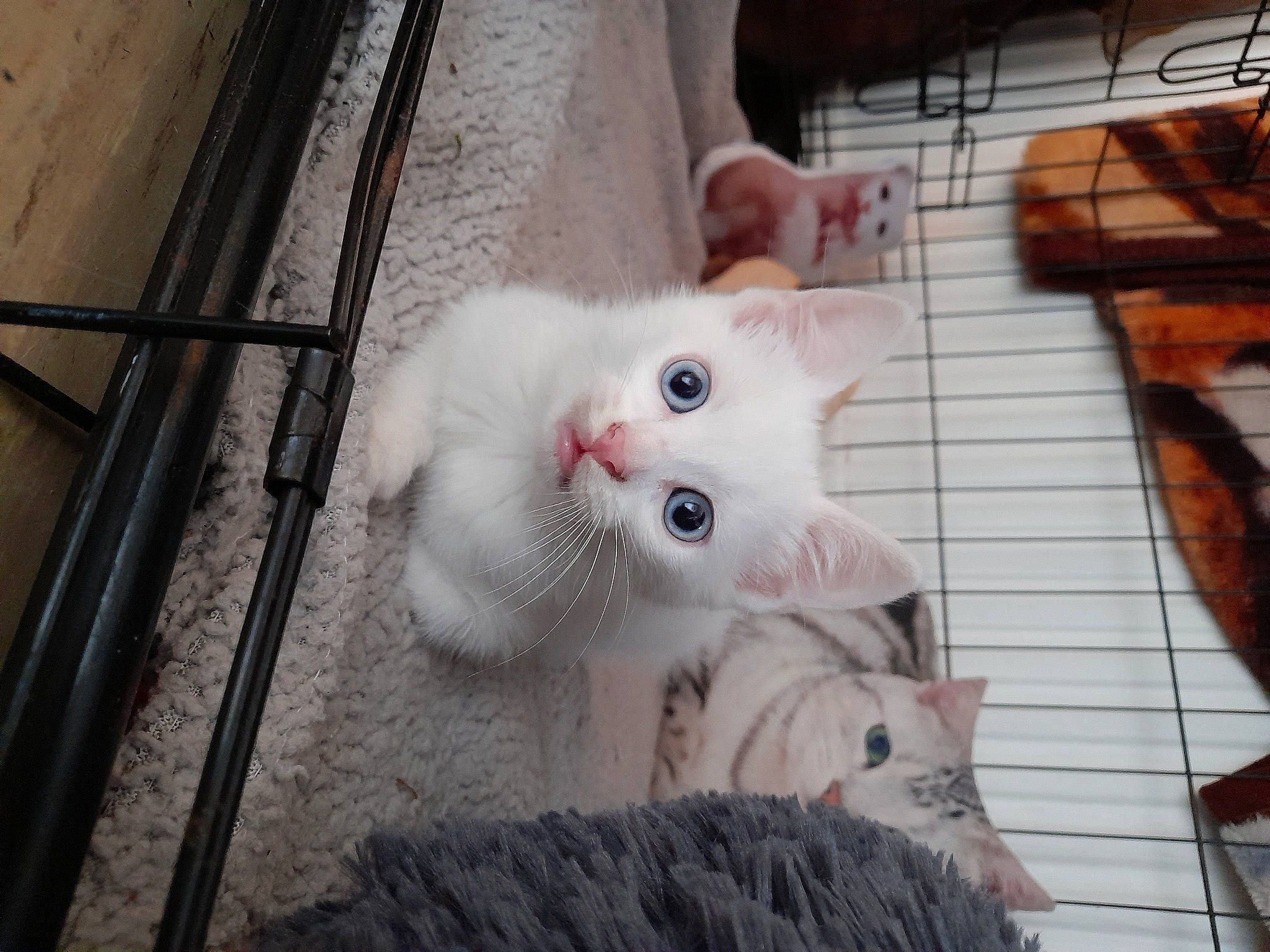 Massimo a rejoint le concours — aidez-le/la à gagner de superbes lots ! carnivore, cat, claw, domestic_short_haired_cat, ear, eye, fawn, felidae, flooring, fur, paw, small_to_medium_sized_cats, snout, tail, whiskers, wood