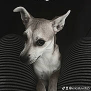 Midget joined the competition — help win amazing prizes! animal, canine, chihuahua, cushion, dog, homedecor, hound, husky, pet, puppy, snout, terrier, whitedog