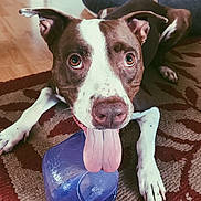 Lucy joined the competition — help win amazing prizes! dog, brown_and_white, tongue_out, plastic_bottle, rug, indoor, pet, playful, canine, floor, bed, animal, closeup, friendly, looking_up, household, domestic, mammal, paw, nose