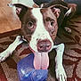 dog, brown_and_white, tongue_out, plastic_bottle, rug, indoor, pet, playful, canine, floor, bed, animal, closeup, friendly, looking_up, household, domestic, mammal, paw, nose