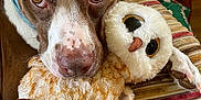 Lucy is registered to the contest to win money with this photo: dog, plush_toy, owl, brown_and_white, couch, pillow, striped, floral, indoor, pet, animal, close_up, cute, snuggle, soft_toy, relaxed, comfort, nose, paw, fur