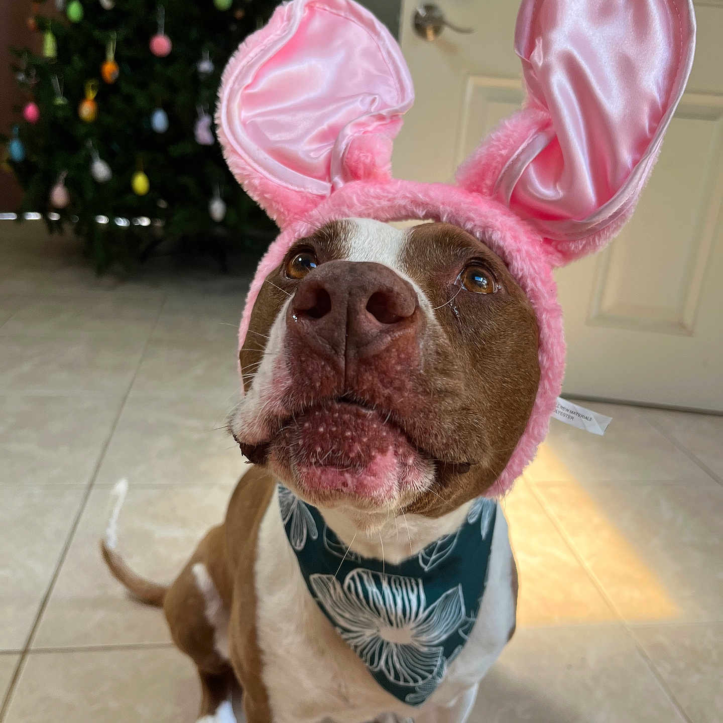 Lucy is registered to the contest to win money with this photo: adorable, animal, bandana, brown_and_white, bunny_ears, close_up, costume, cute, decorated_tree, dog, domestic_animal, ears, holiday, holiday_decor, indoor, looking_up, pet, playful, portrait, tiled_floor