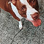 Lucy joined the competition — help win amazing prizes! dog, brown, white, tongue_out, happy, pet, canine, looking_up, outdoor, concrete, crack, ears, cute, animal, friendly, close_up, fur, muzzle, walking, playful