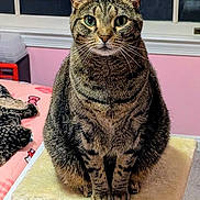 Rose is registered to the contest to win money with this photo: tabby_cat, cat, pet, feline, indoor, cat_perch, window, bed, blanket, pink_wall, fur, whiskers, green_eyes, sitting, looking_at_camera, cozy_room, furniture, animal, domestic_animal, resting