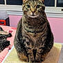 tabby_cat, cat, pet, feline, indoor, cat_perch, window, bed, blanket, pink_wall, fur, whiskers, green_eyes, sitting, looking_at_camera, cozy_room, furniture, animal, domestic_animal, resting