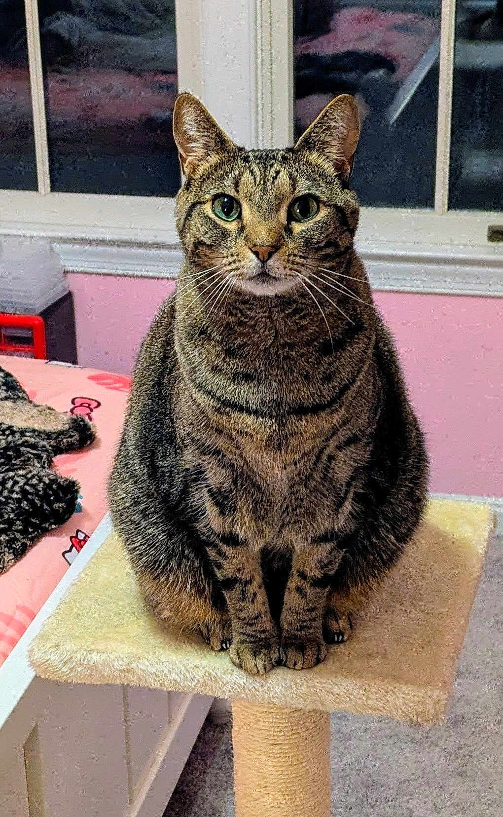 Rose is registered to the contest to win money with this photo: tabby_cat, cat, pet, feline, indoor, cat_perch, window, bed, blanket, pink_wall, fur, whiskers, green_eyes, sitting, looking_at_camera, cozy_room, furniture, animal, domestic_animal, resting