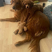 Lucy Reba is registered to the contest to win money with this photo: dog, golden_retriever, small_dog, curly_fur, pet, animal, indoor, floor, wooden_floor, toy, plush_toy, relaxing, cute, companionship, brown_fur, tail, ears, lying_down, domestic, cozy