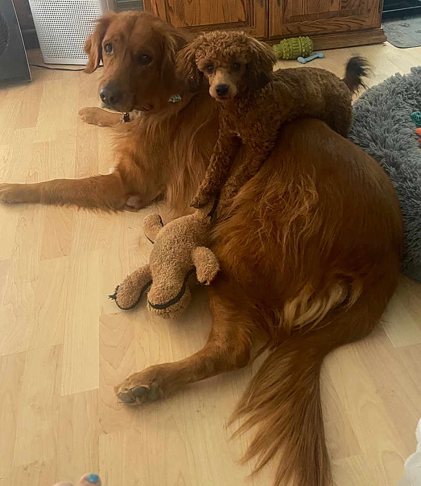 Lucy Reba is registered to the contest to win money with this photo: dog, golden_retriever, small_dog, curly_fur, pet, animal, indoor, floor, wooden_floor, toy, plush_toy, relaxing, cute, companionship, brown_fur, tail, ears, lying_down, domestic, cozy