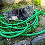 Mistigri a rejoint le concours — aidez-le/la à gagner de superbes lots ! cat, gray_tabby, garden_hose, outdoor, plants, dirt, stone_border, sunlight, shadow, animal, pet, relaxed, fur, green, nature, grass, leaf, coiled_hose, resting, ground