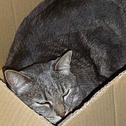 Mistigri participe au concours pour gagner de l'argent avec cette photo : cat, gray_cat, tabby, pet, animal, feline, sleepy, box, cardboard_box, cozy, indoor, resting, closeup, fur, whiskers, ears, face, cute, domestic_cat, relaxed