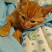 Brownie joined the competition — help win amazing prizes! kitten, cat, ginger_cat, sleepy, blanket, cozy, indoor, fur, pet, cute, animal, closeup, soft_light, resting, paw, young, feline, snuggled, warm, domestic_cat