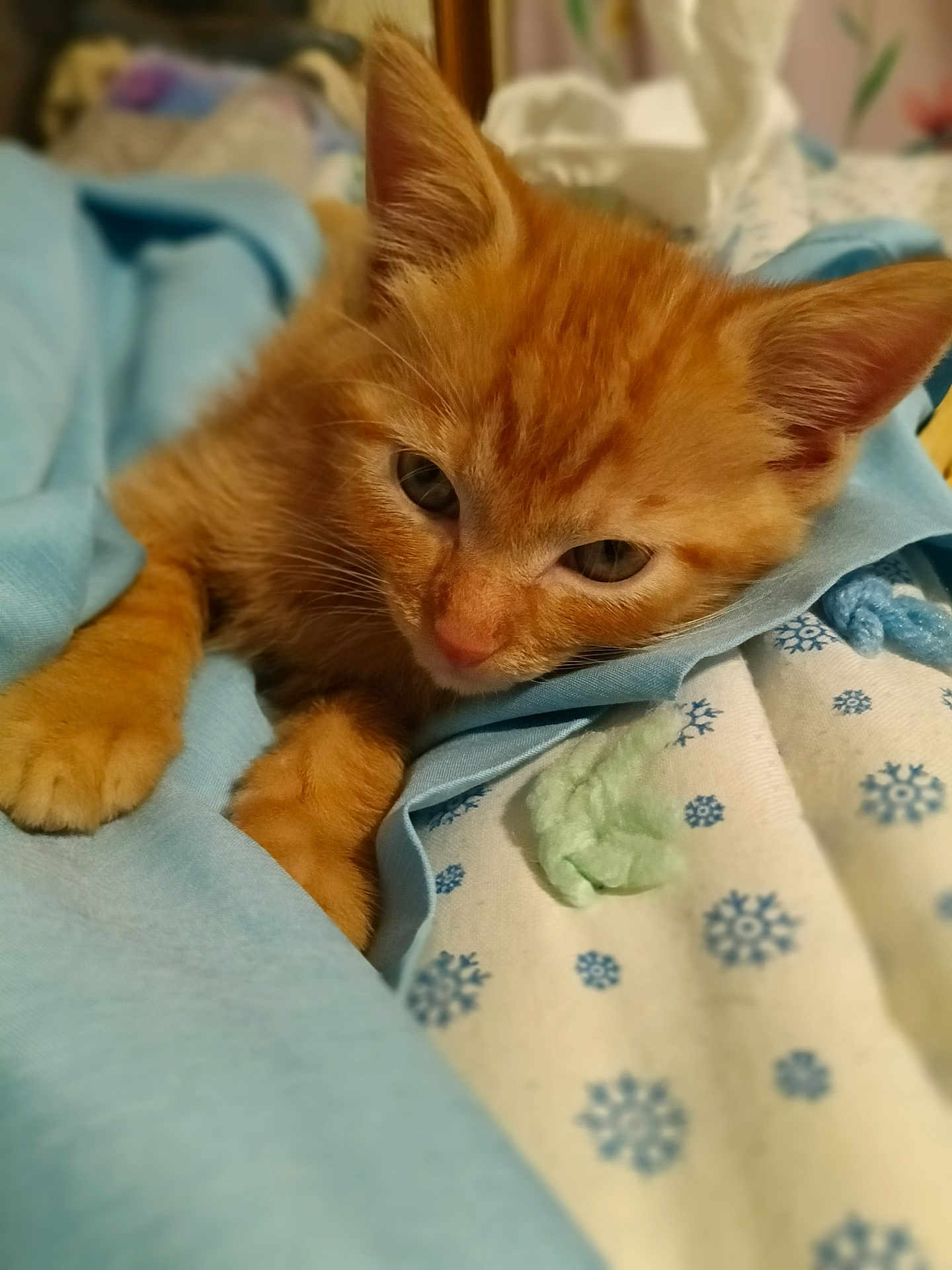 Brownie joined the competition — help win amazing prizes! kitten, cat, ginger_cat, sleepy, blanket, cozy, indoor, fur, pet, cute, animal, closeup, soft_light, resting, paw, young, feline, snuggled, warm, domestic_cat