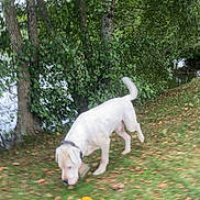 Thor participe au concours pour gagner de l'argent avec cette photo : dog, white_dog, grass, trees, leaves, outdoor, nature, canine, sniffing, collar, pet, animal, water, park, fall, greenery, daytime, motion_blur, ground, forest