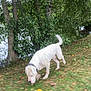 dog, white_dog, grass, trees, leaves, outdoor, nature, canine, sniffing, collar, pet, animal, water, park, fall, greenery, daytime, motion_blur, ground, forest