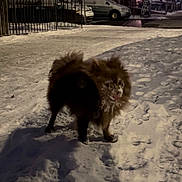 Sasha joined the competition — help win amazing prizes! animal, building, canine, car, cold, dark, dog, fur, lonely, night, outdoor, pavement, pet, quiet, sidewalk, snow, snowy, street, urban, winter