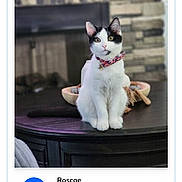 Roscoe is registered to the contest to win money with this photo: cat, black_and_white, table, indoor, fireplace, pet, collar, stone_wall, voting_buttons, text_overlay, domestic_cat, sitting, portrait, feline, household, fur, animal, closeup, looking_at_camera, decor