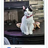 cat, black_and_white, table, indoor, fireplace, pet, collar, stone_wall, voting_buttons, text_overlay, domestic_cat, sitting, portrait, feline, household, fur, animal, closeup, looking_at_camera, decor