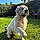 Baloo