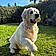Baloo