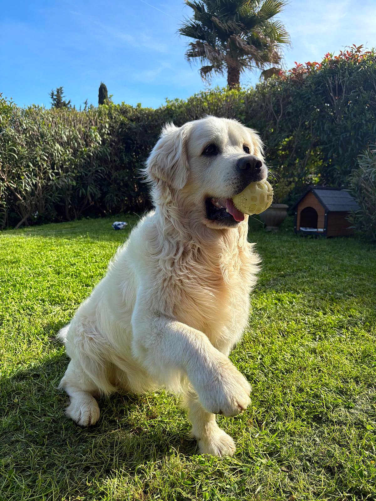 Baloo