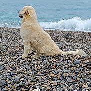 Baloo participe au concours pour gagner de l'argent avec cette photo : dog, beach, rocky_beach, waves, water, sea, cloudy_sky, white_dog, sitting, outdoor, nature, pet, calm, animal, fur, landscape, shore, coast, daytime, peaceful