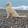 dog, beach, rocky_beach, waves, water, sea, cloudy_sky, white_dog, sitting, outdoor, nature, pet, calm, animal, fur, landscape, shore, coast, daytime, peaceful