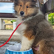 Baïko a rejoint le concours — aidez-le/la à gagner de superbes lots ! adorable, animal, background_blur, blue_bowl, closeup, cute, dog, fluffy, fur, ground, nature, outdoor, paw, pet, puppy, red_leash, sitting, water_bowl, wooden_structure, young_dog