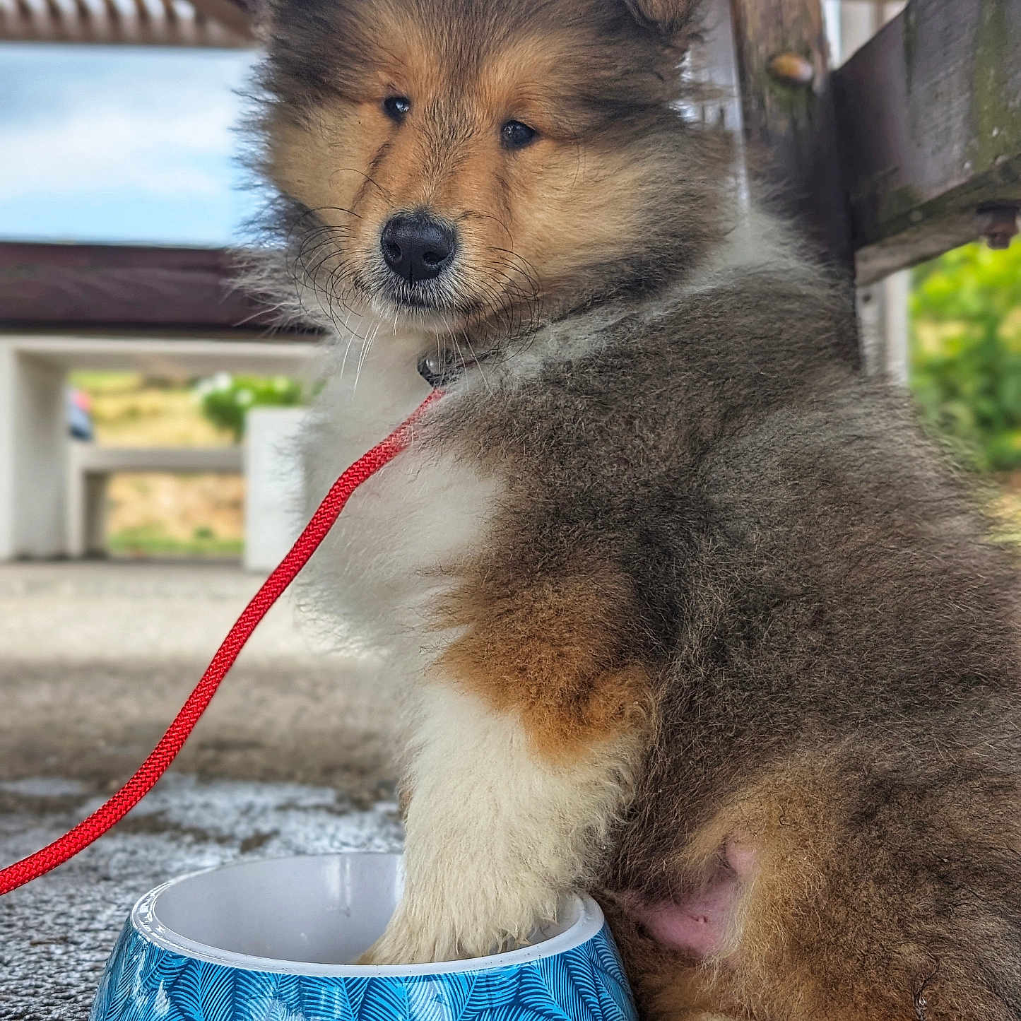 Baïko a rejoint le concours — aidez-le/la à gagner de superbes lots ! adorable, animal, background_blur, blue_bowl, closeup, cute, dog, fluffy, fur, ground, nature, outdoor, paw, pet, puppy, red_leash, sitting, water_bowl, wooden_structure, young_dog
