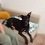 Amo participe au concours pour gagner de l'argent avec cette photo : dog, black_dog, couch, blanket, indoor, pet, animal, fur, ears, snout, relaxing, home, furniture, seated, canine, comfort, domestic, resting, living_room, person_partial