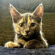 Iris is registered to the contest to win money with this photo: animal, background_blur, cat, closeup, cozy, curious, cute, ears, eyes, feline, fur, indoor, kitten, paw, pet, portrait, resting, soft_light, whiskers, young