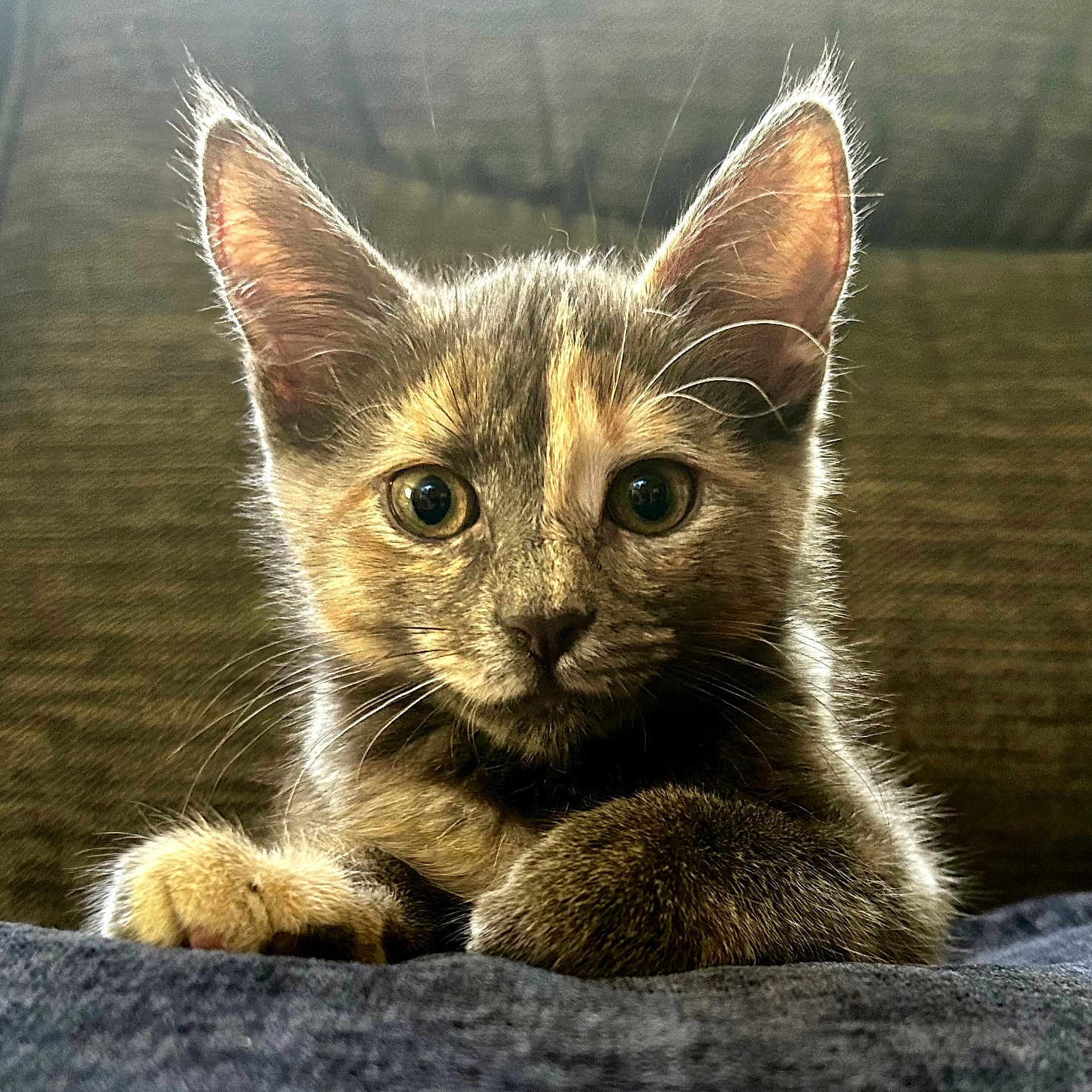 Iris