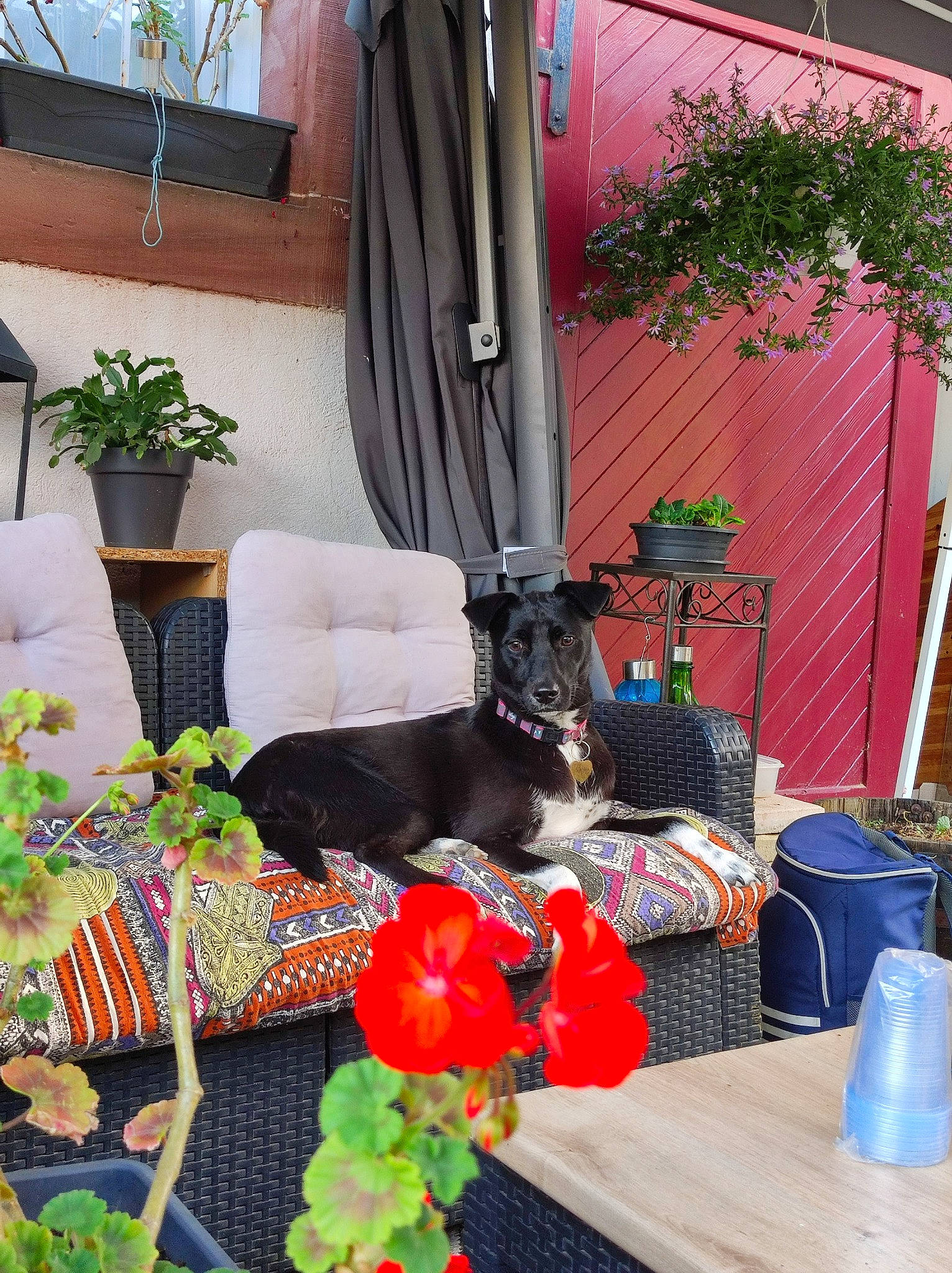 Satsukie participe au concours pour gagner de l'argent avec cette photo : chair, dog, flower, flowerpot, house, houseplant, interior_design, living_room, orange, outdoor_furniture, outdoor_table, petal, plant, property, real_estate, room, table, tableware, textile, wood