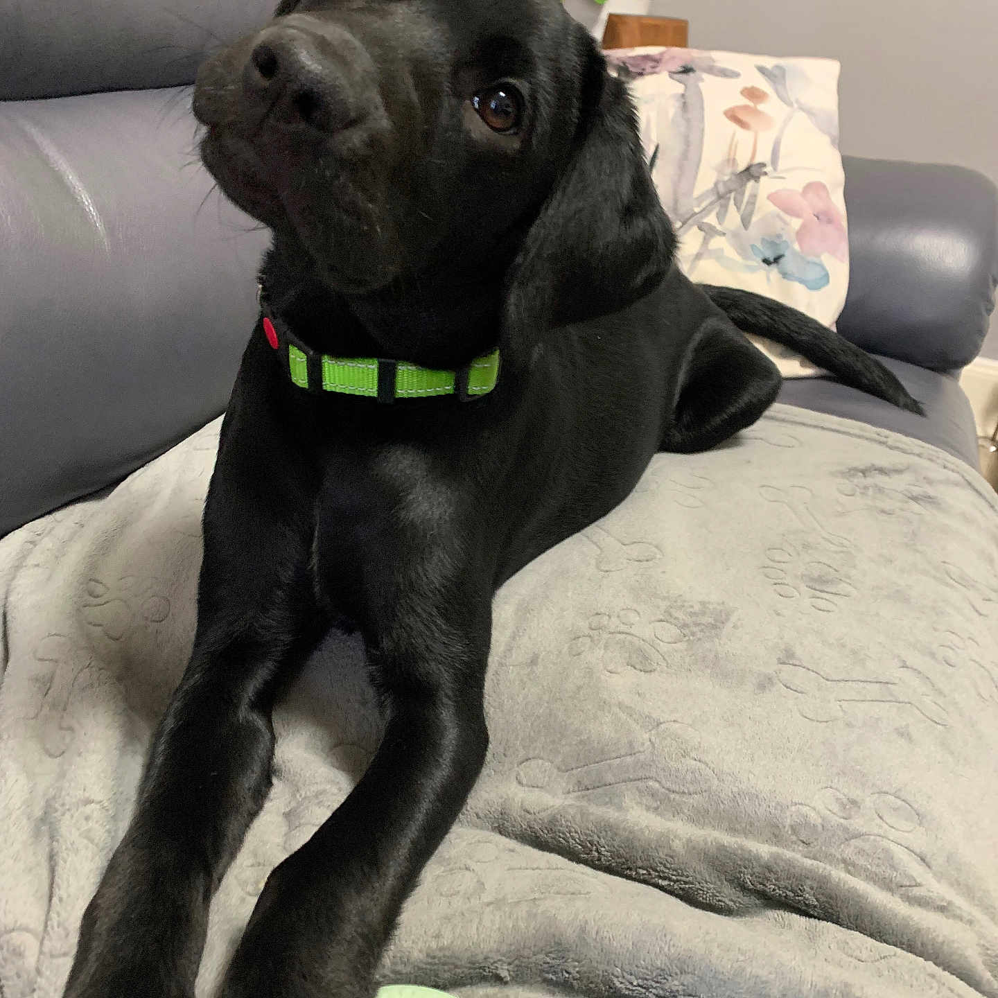 Raven is registered to the contest to win money with this photo: animal, black_dog, blanket, bone_pattern, collar, couch, curious, cute, dog, floral_pillow, furniture, green_collar, head_tilt, home, indoor, lying_down, paw_prints, pet, pillow, puppy