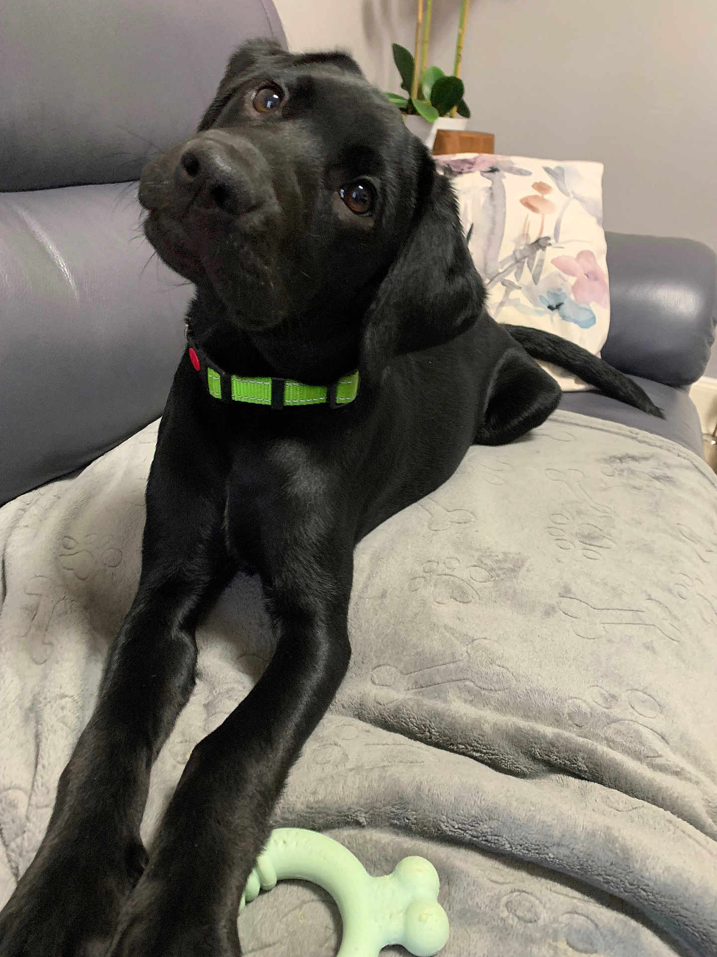 Raven is registered to the contest to win money with this photo: dog, black_dog, puppy, collar, green_collar, blanket, paw_prints, bone_pattern, couch, pillow, floral_pillow, indoor, pet, cute, curious, head_tilt, lying_down, furniture, home, animal